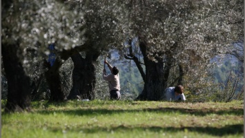 Extra virgin olive oil from the area of Mani in the Peloponese: Among the best worldwide. 