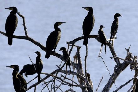 The monitoring of rare bird species in Rhodes island