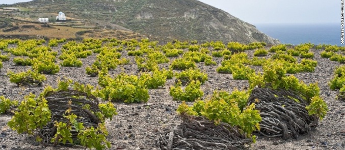 CNN: Santorini among the best wine trails in the world